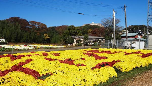 秋の厚木市飯山・菊畑の花文字（神奈川県） 秋,菊,花の写真素材