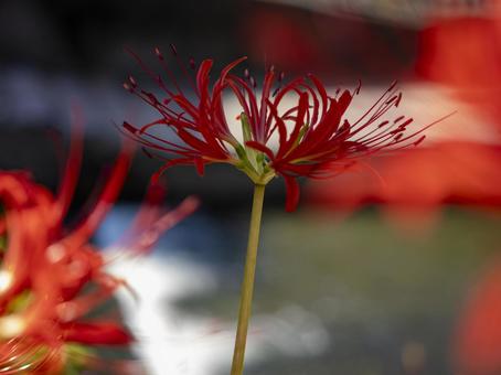 光に映える彼岸花の紅 光に映える彼岸花の紅の写真