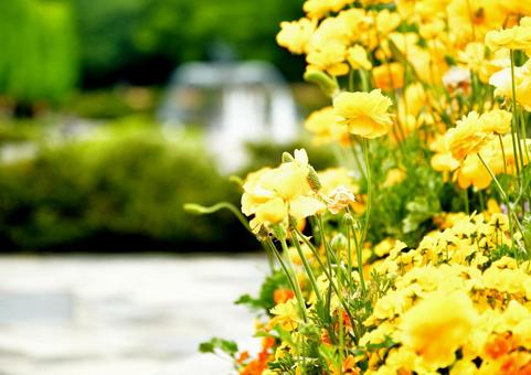 黄色の花 黄色の花の写真