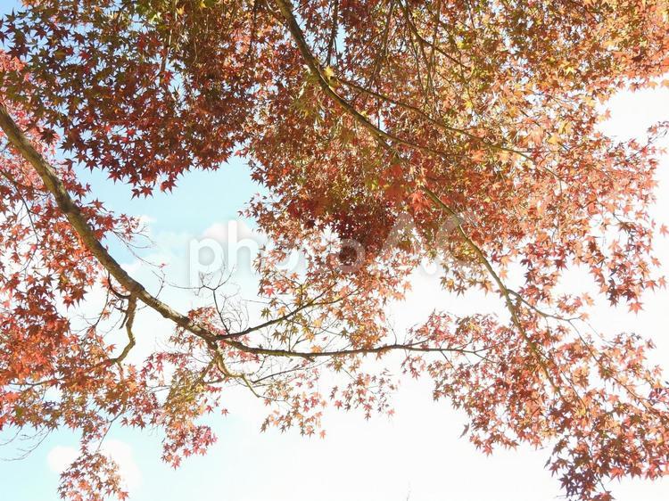 秋の風景 葉っぱ,木,自然の写真素材