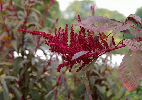 アマランサス インテンス・ピンク アマランサス,インテンス,ピンクの写真素材