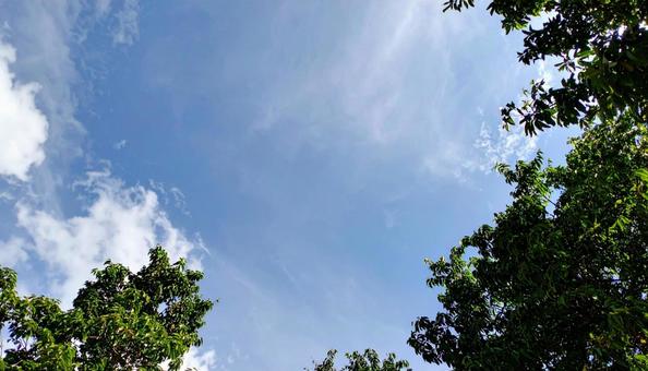 空と光と木 空と光と木の写真
