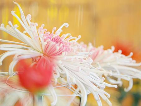 Photo, chrysanthemum, chrysanthemum exhibition, chrysanthemum festival, 