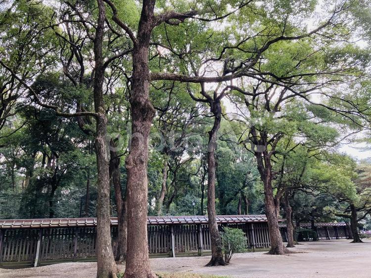 木々と空（明治神宮） 木,幹,木々の写真素材