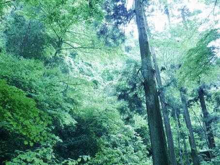 高尾山の風景 高尾山の風景 高尾山,木,根の写真素材