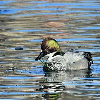 ヨシガモの写真