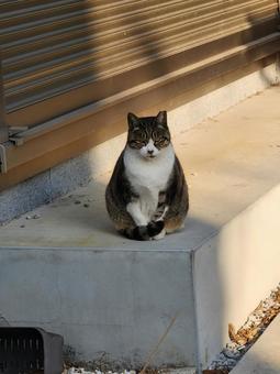 野良猫9 野良猫9の写真