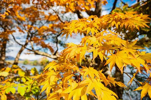 北海道　大沼国定公園　秋の風景 北海道,大沼,函館の写真素材