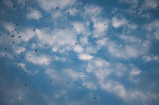 空を泳ぐ鳥たち 空を泳ぐ鳥たち 青空,雲,白の写真素材