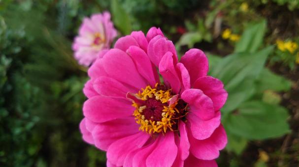 鮮花 鮮花の写真