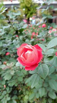 赤い薔薇 薔薇,バラ,ローズの写真素材