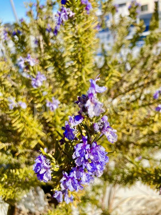 美しいローズマリー 春,紫,ローズマリーの写真素材