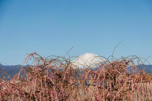 青空と冠雪した富士山に映える枝垂れ梅 梅,ピンク,梅の花の写真素材