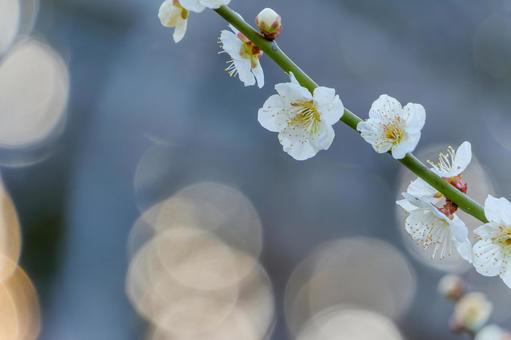 朝の光に輝く白梅の花 朝の光に輝く白梅の花の写真