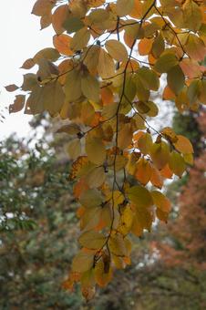 公園の紅葉 黄色,オレンジ色,11月の写真素材