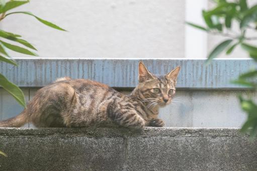 ブロック塀の上にたたずむ野良の子猫 ブロック塀の上にたたずむ野良の子猫の写真