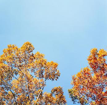 紅葉、落ち葉30 紅葉、落ち葉30 秋,紅葉,枯葉の写真素材