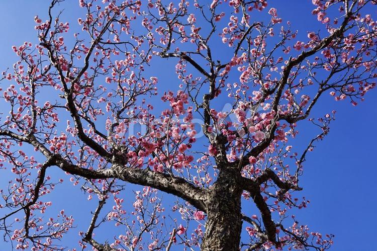 ＜春のイメージ＞梅の花 梅,花,梅花の写真素材