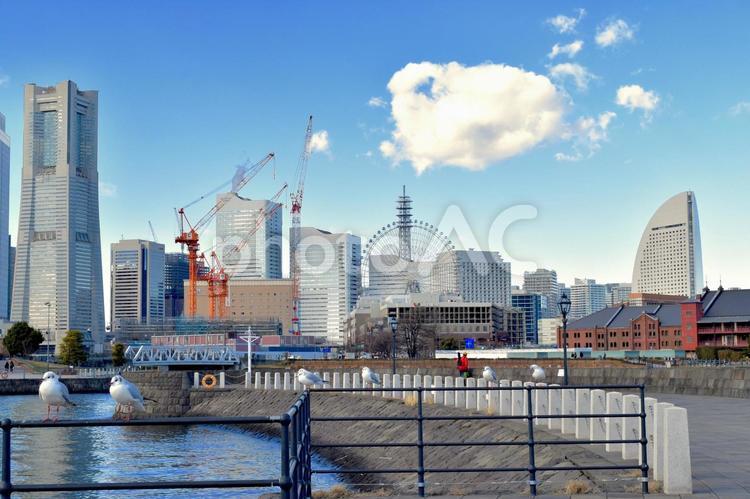 みなとみらいの街並みとカモメ みなとみらい,横浜,カモメの写真素材