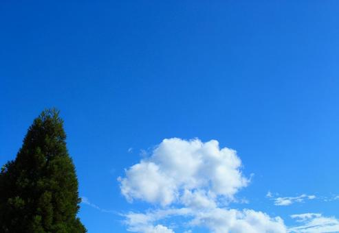 青空と木 青空と木の写真