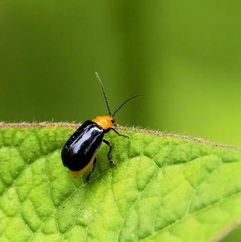 クロウリハムシ クロウリハムシ,ハムシ,ウリハムシの写真素材