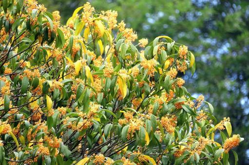 キンモクセイの花 キンモクセイの花の写真