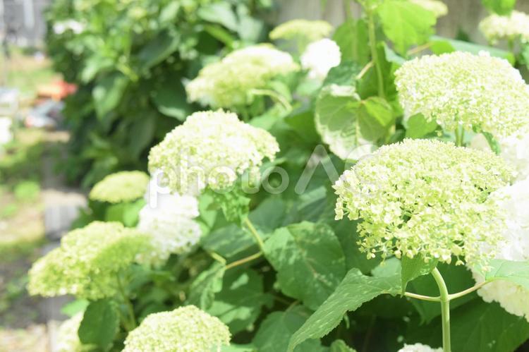 6月　アジサイ 6月,アジサイ,花の写真素材