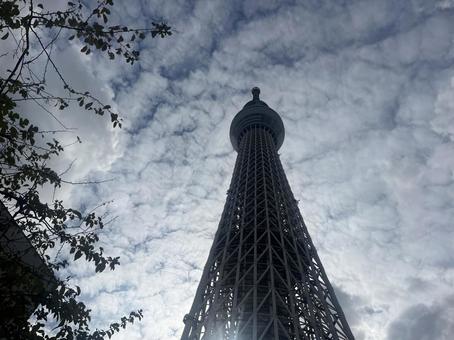 スカイツリーと秋空 スカイツリーと秋空の写真