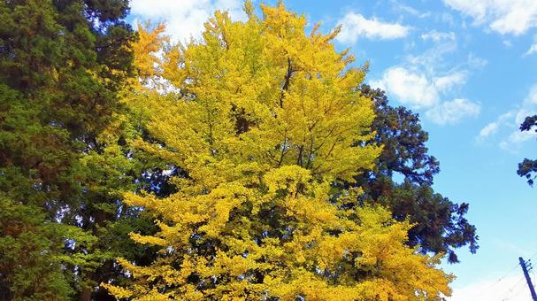 紅葉したイチョウ・1 イチョウ,空,秋の写真素材