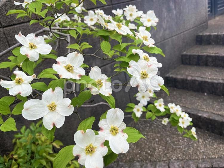 ハナミズキ ハナミズキ,白い花,清純の写真素材