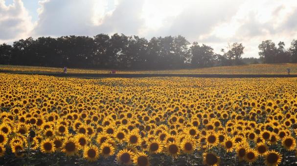 ひまわり１２ ひまわり,向日葵,ひまわり畑の写真素材