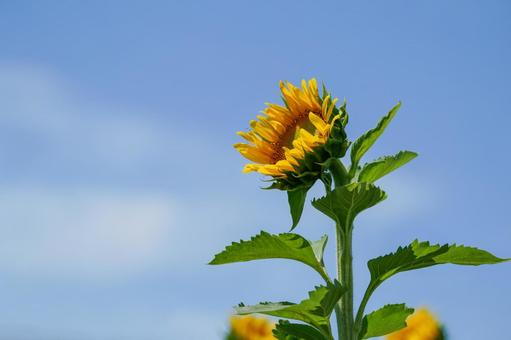 Photo, sunflower, summer, summer flowers, 