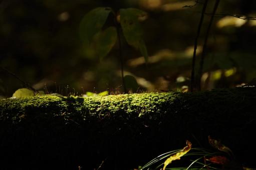 Photo, moss, fallen tree, wood, 