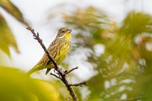 アオジ(24) アオジ(24)の写真