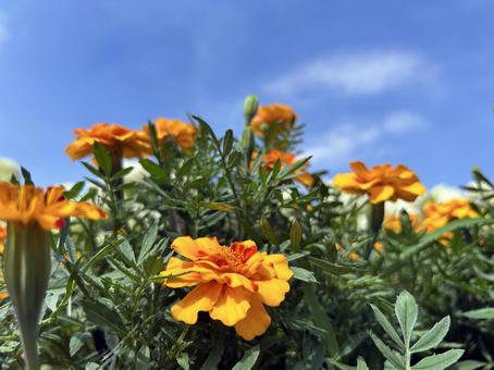 日を浴びる黄色のマリーゴールド 日を浴びる黄色のマリーゴールド マリーゴールド,花,フラワーの写真素材