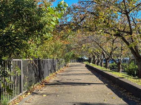 公園の遊歩道　秋 公園,遊歩道,木の写真素材
