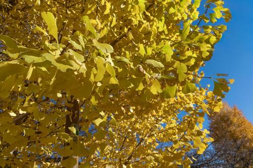 国立市大学通りのイチョウ 四季の写真,東京,国立市の写真素材