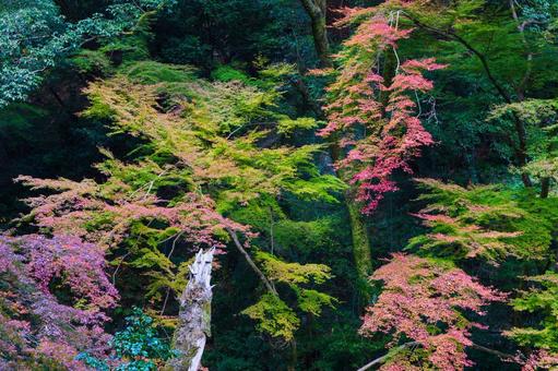 紅葉風景 紅葉風景,紅葉,箕面の写真素材