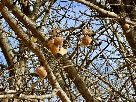 木についた銀杏 収穫,木,果樹園の写真素材