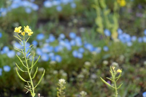 ネモフィラと菜の花 菜の花,花,春の写真素材