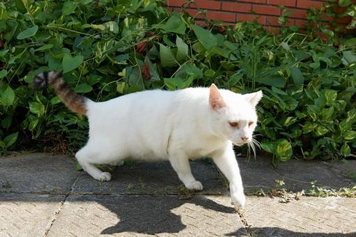 緑と影と、一匹の猫 緑と影と、一匹の猫 ネコ,ねこ,生き物の写真素材