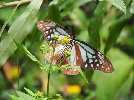 Photo, asagi madara, butterfly, landscape, 