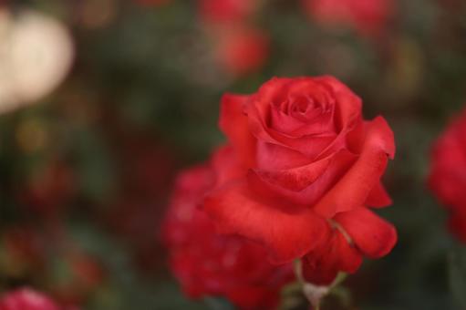 バラ園にて赤い薔薇を撮影しました バラ園にて赤い薔薇を撮影しましたの写真