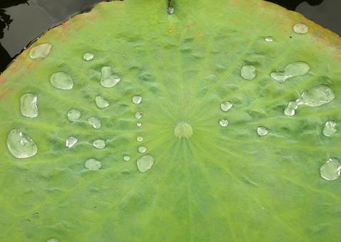 水の粒とハスの葉 水の粒とハスの葉の写真