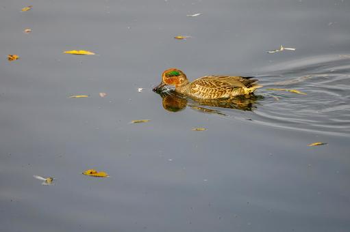コガモ⑽ 鳥,コガモ,オスの写真素材