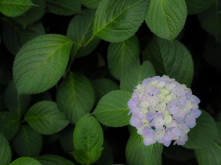紫陽花 紫陽花 紫陽花,梅雨,花の写真素材
