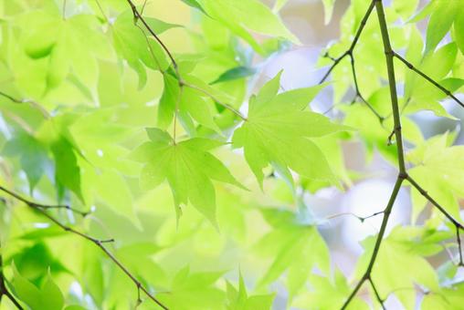 緑の紅葉 紅葉,もみじ,秋の写真素材