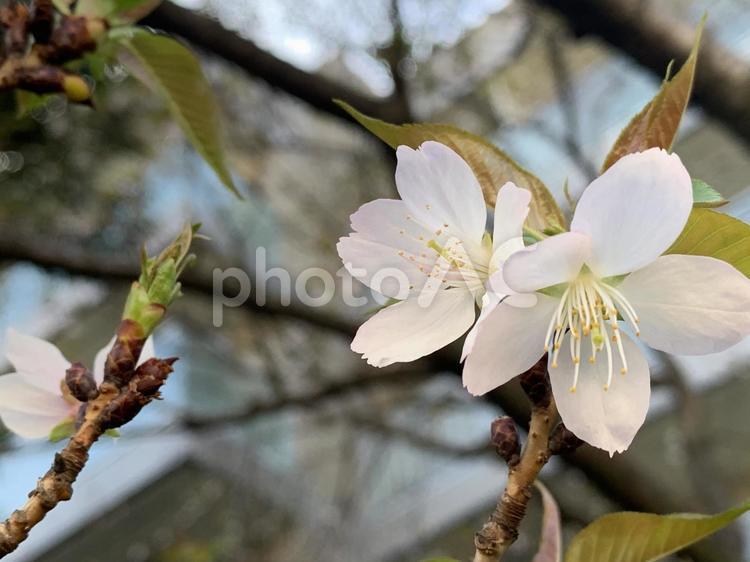 ソメイヨシノのアップ 早春,桜,街並みの写真素材