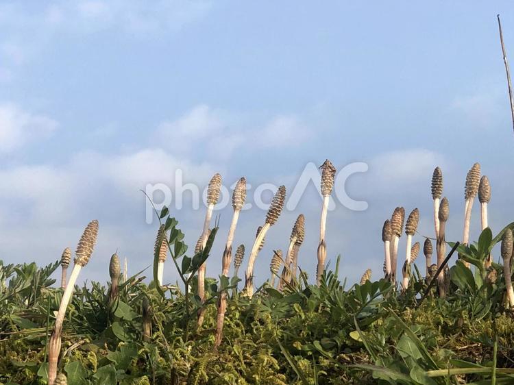 つくし 土筆,つくし,春の写真素材