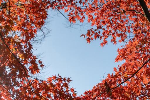 秋の気配・青空に映える色づく紅葉 秋の気配・青空に映える色づく紅葉 紅葉,秋,モミジの写真素材